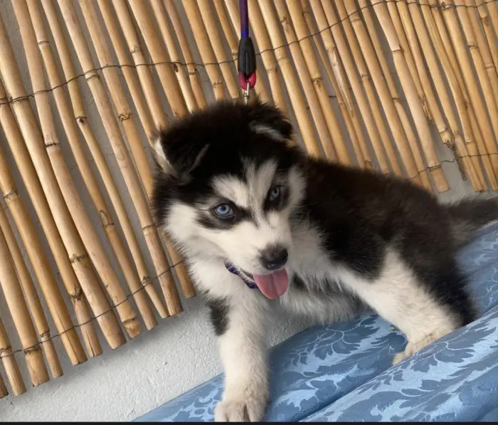Husky male race pure yeux bleu