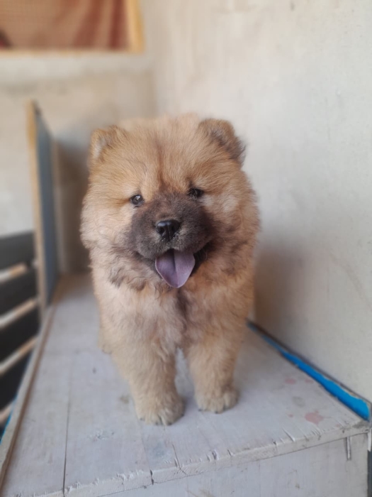 Magnifique femelle Chow-Chow pure race – 50 jours