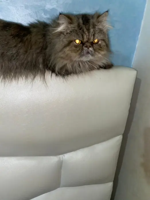 Persan pecke face pour l’accouplement