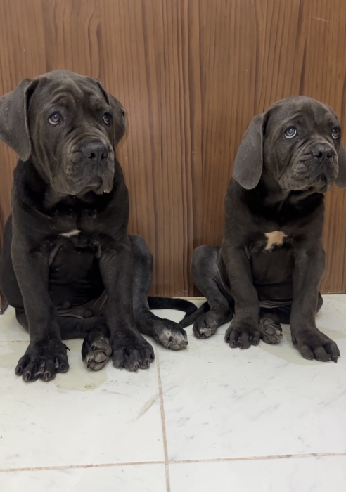 Chiots cane corso hyper type