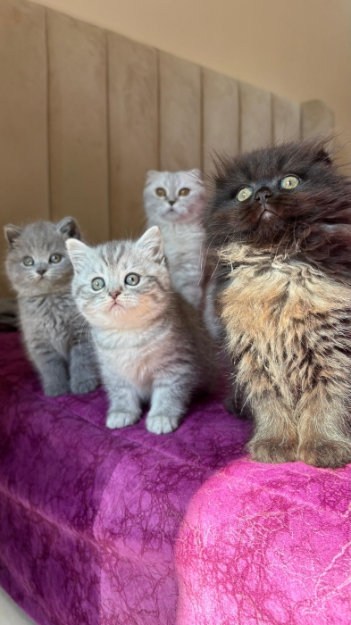 Scottish fold & british shorthair