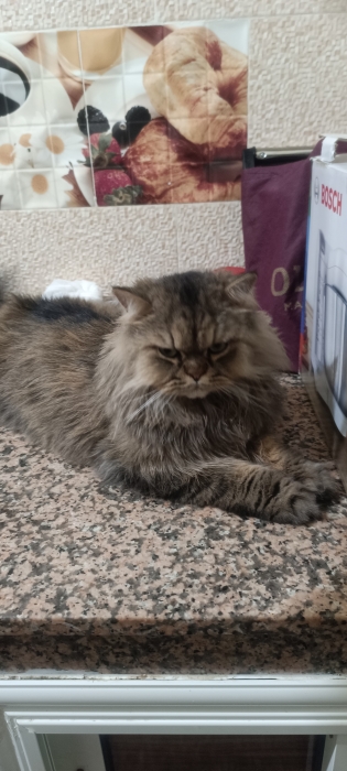 persan mâle et castré a adopté