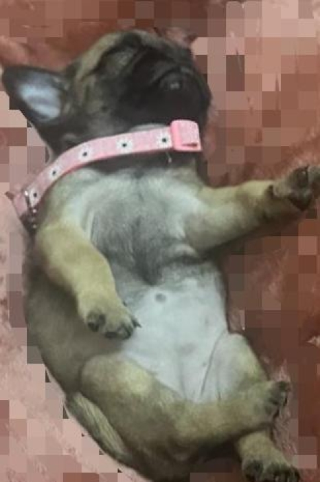 Vente de deux  carlins de race