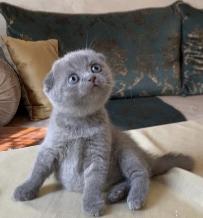 Scottish fold