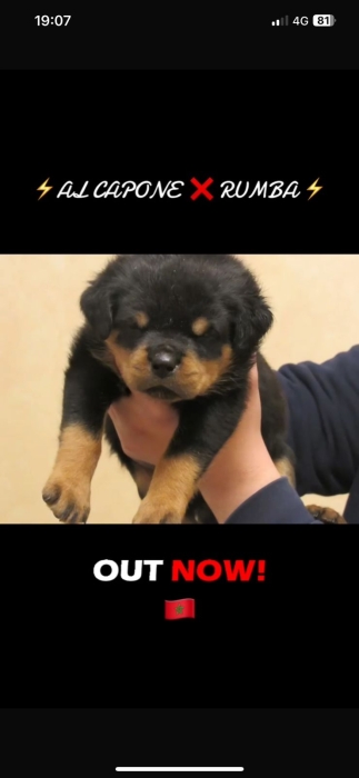 rottweiler pedigree ligner de champion