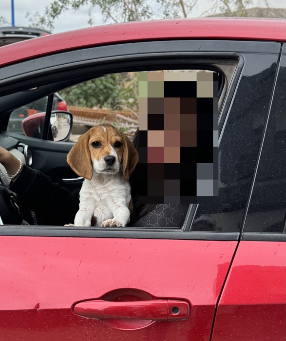 Chiot Beagle a vendre