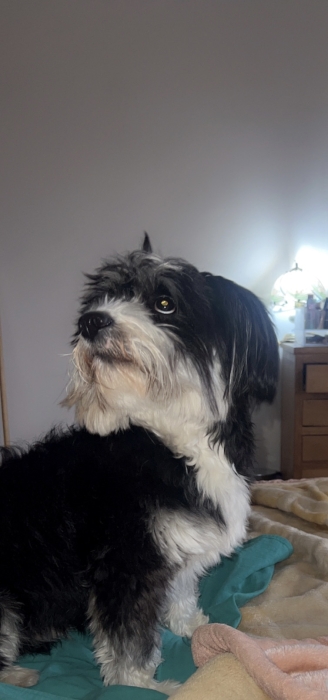 Bichon maltais à donner