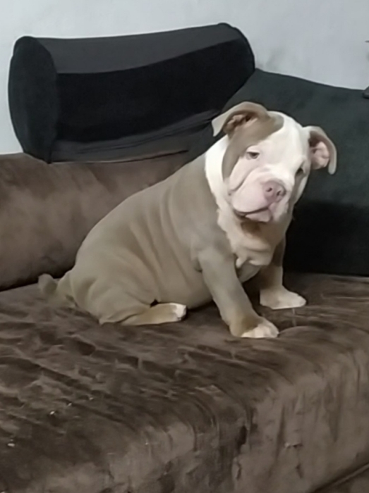 American Bully