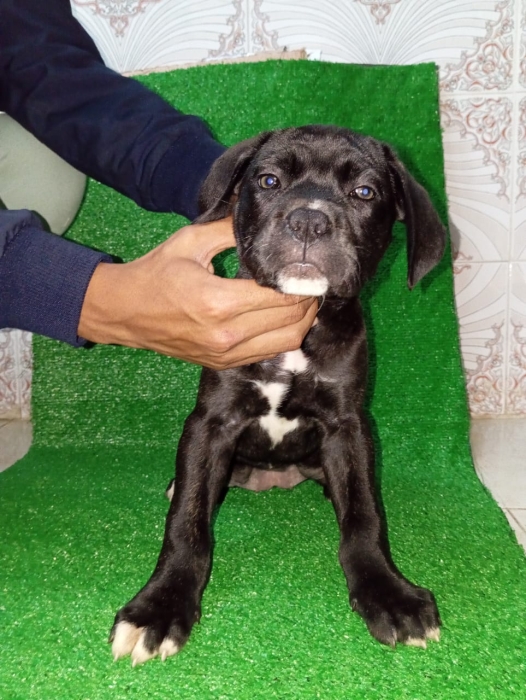 Cane Corso