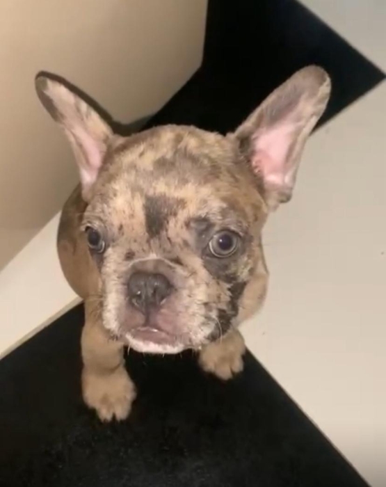 Chiot Bouledogue Français Merle