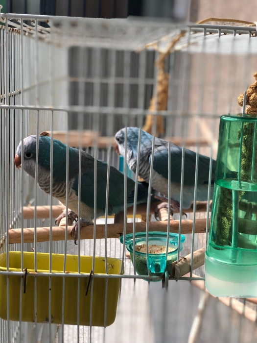 Couple de Conure Quaker Bleue