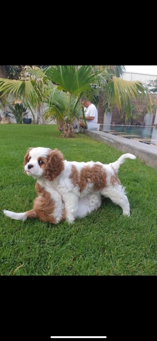 cavalier king charles