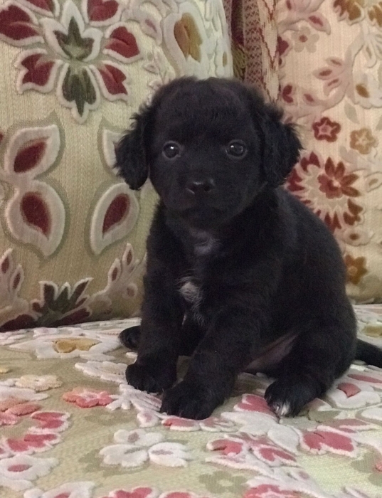 Adorables Chiots Caniche Toy