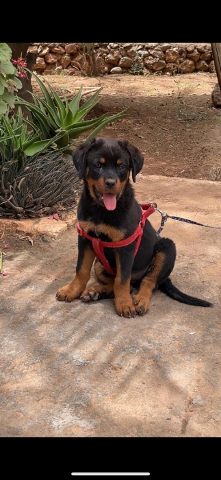 Chiot femelle rottweiler