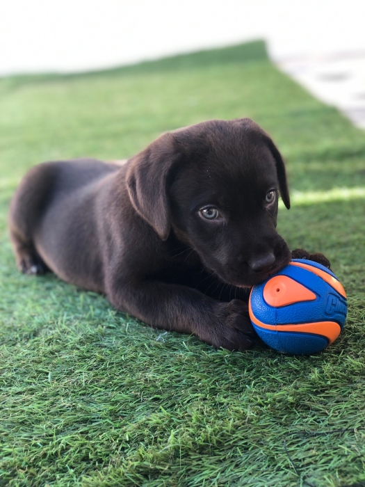 Labrador Chocolat