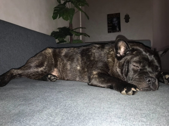 Chien luna pour adoption