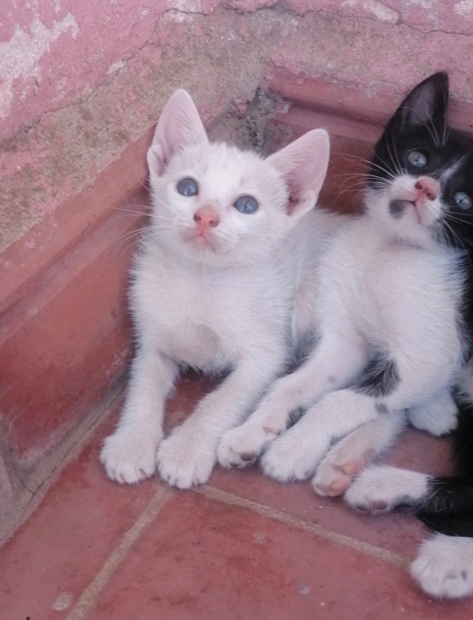 ذكر لتبني الدار البيضاء