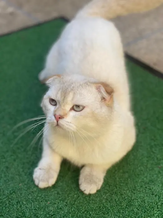 accouplement scottish