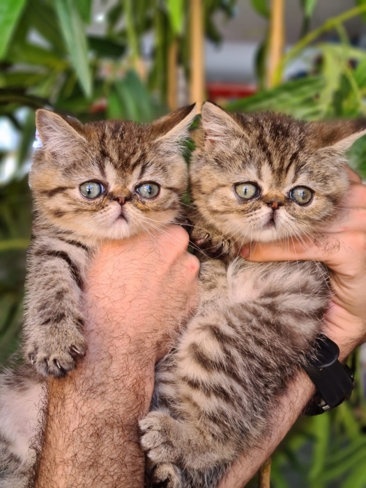 Persan exotic tabby