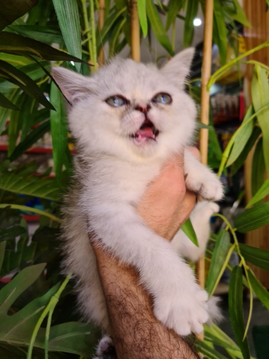 Persan exotic shorthair silver