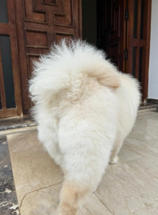 Vente de chow chow, femelle 8 mois