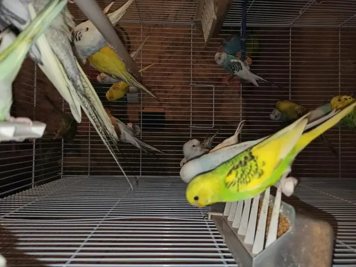 طيور بادجي بالجملة و التقسيط