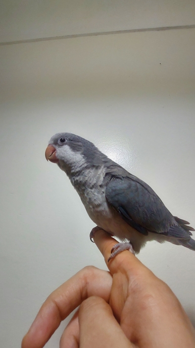 Jeunes Conure Quaker Dressés