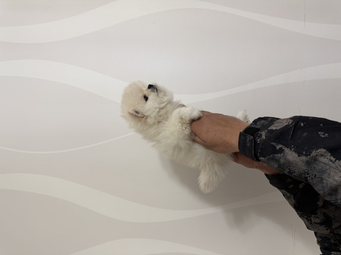 Chiot de Poméranie (spitz nain)