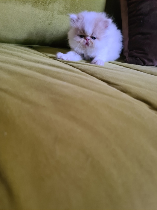 chatons persan pure race