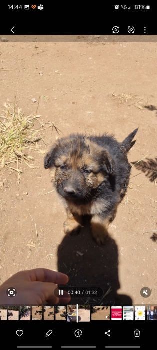 Chiots berger allemand
