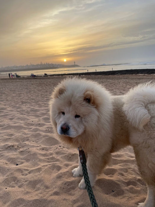 Chowchow pure race
