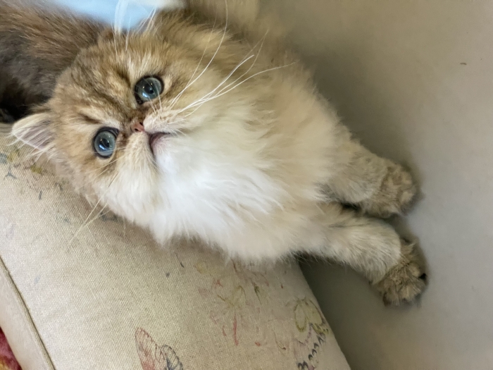 Chaton chinchilla golden CFA