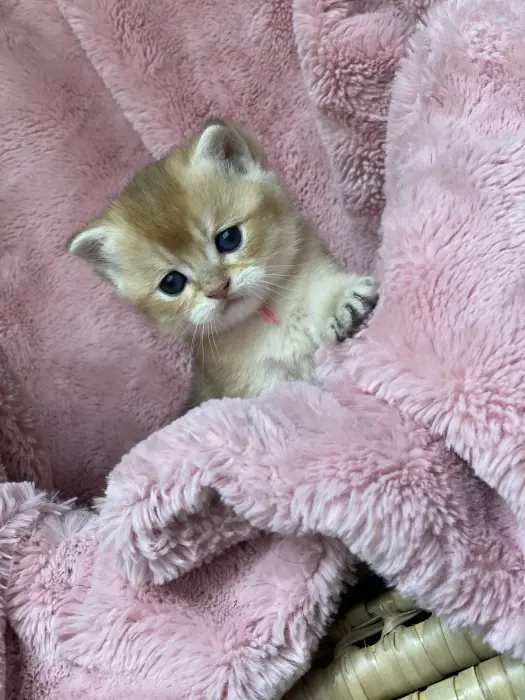 Chatons de Race, GOLDEN SCOTTISH STRAIGHT