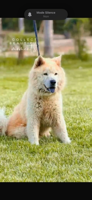 Chow chow