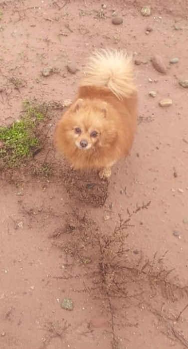 chien chihuahua poil long