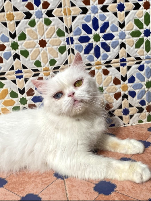 Male et femelle persans