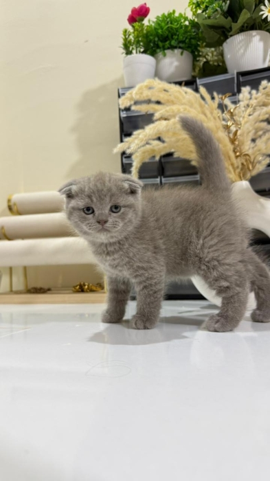 Scottish fold & british