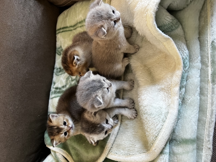 Scottish fold à vendre