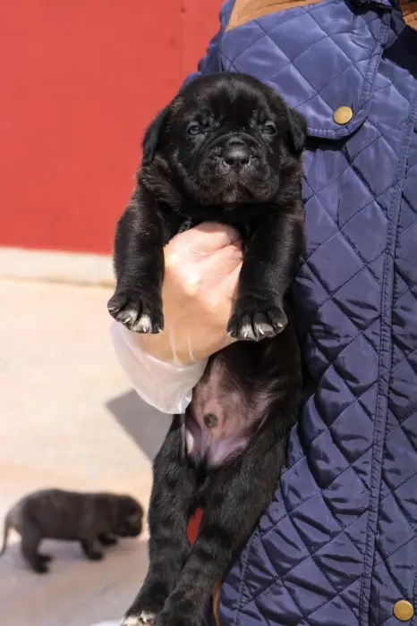Cane Corso