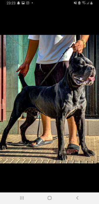 Cane corso pedigre couple