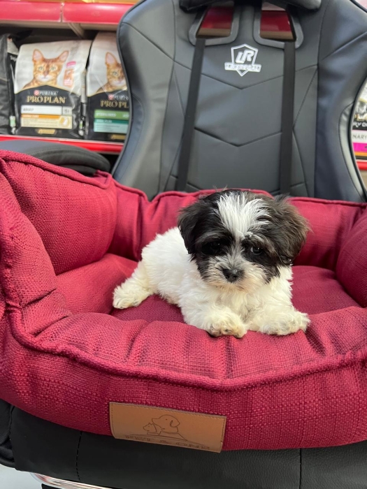 Chiot bichon mathes et havanais