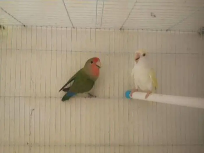 Coupla les Inséparables rosè ntwa 3in 7amra