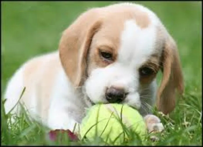 Femelle beagle