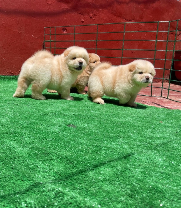 Chiot chow chow