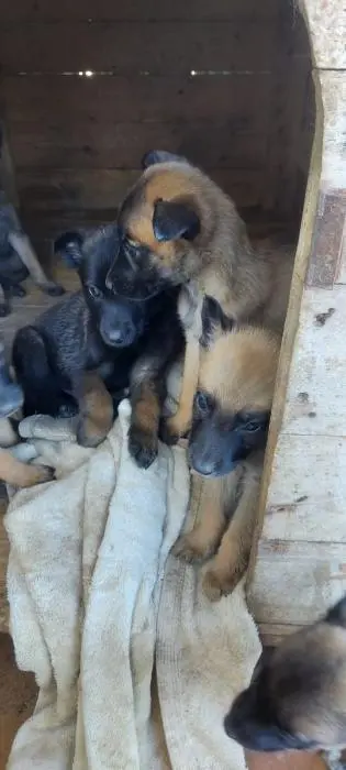 Chiots malinois à vendre pure race