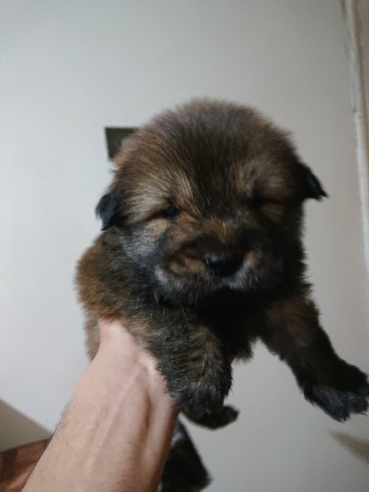 chiots chow chow race pure