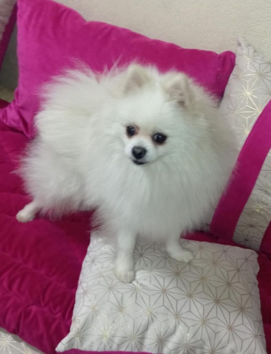 Chiots spitz pommeranian