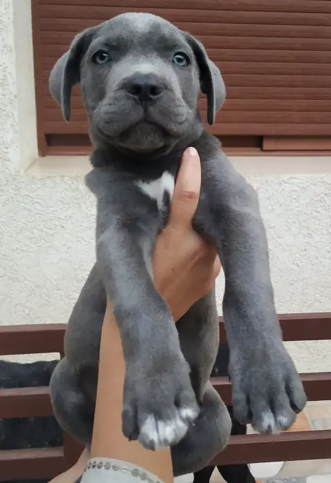 Chiot cane corso