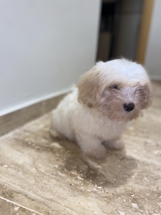 Magnifique bichon maltais nain 2 mois