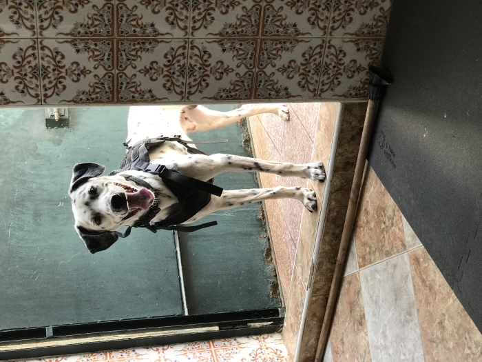 Chien dalmatien mâle 11 mois